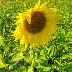 Sonnenblume